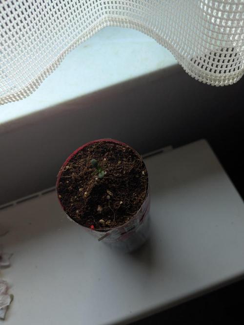 Tropicana Cookies Coca Cola 1L 420 Promo. Week 1
