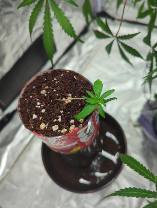 Tropicana Cookies Coca Cola 1L 420 Promo. Week 2