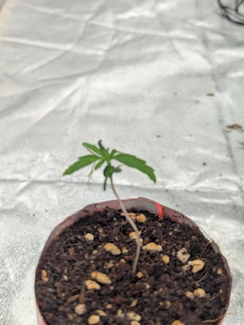 Tropicana Cookies Coca Cola 1L 420 Promo. Week 2