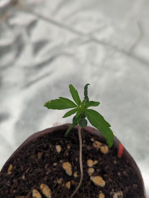 Tropicana Cookies Coca Cola 1L 420 Promo. Week 2