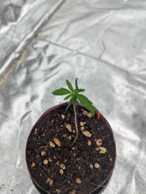 Tropicana Cookies Coca Cola 1L 420 Promo. Week 2