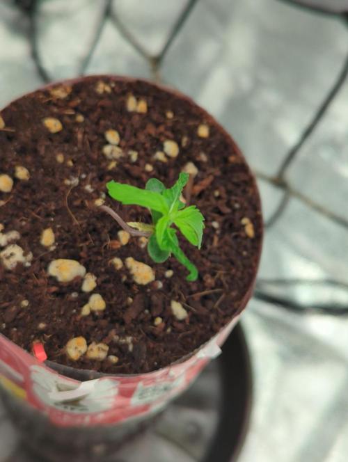Tropicana Cookies Coca Cola 1L 420 Promo. Week 2