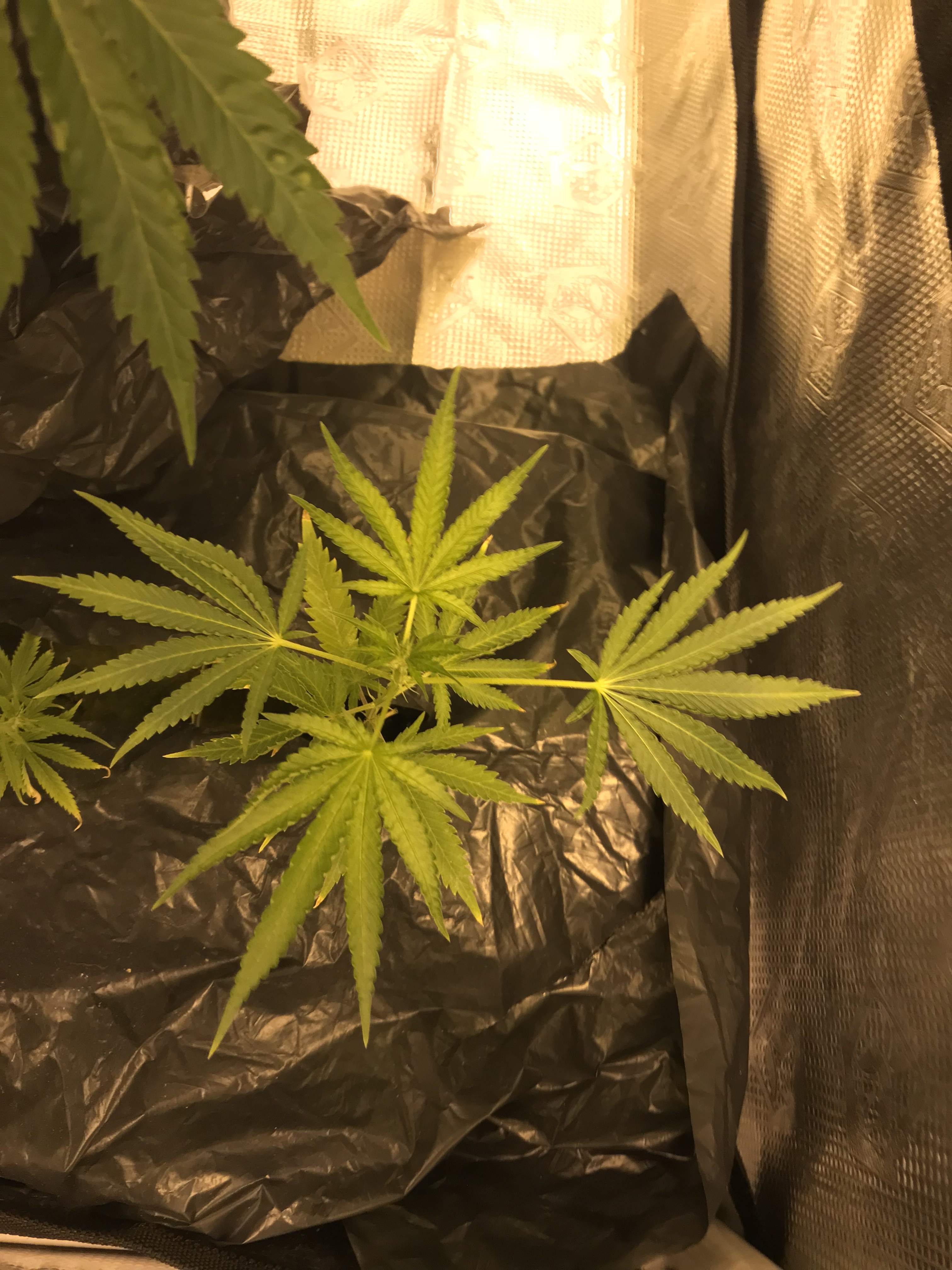 Gorilla glue Autoflower 2 grow journal week7 by DevokeOG GrowDiaries