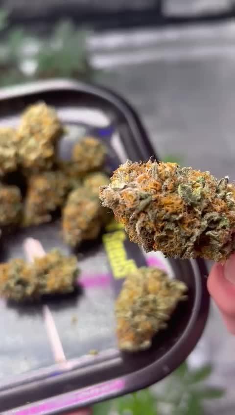 Hollywood / Cookies