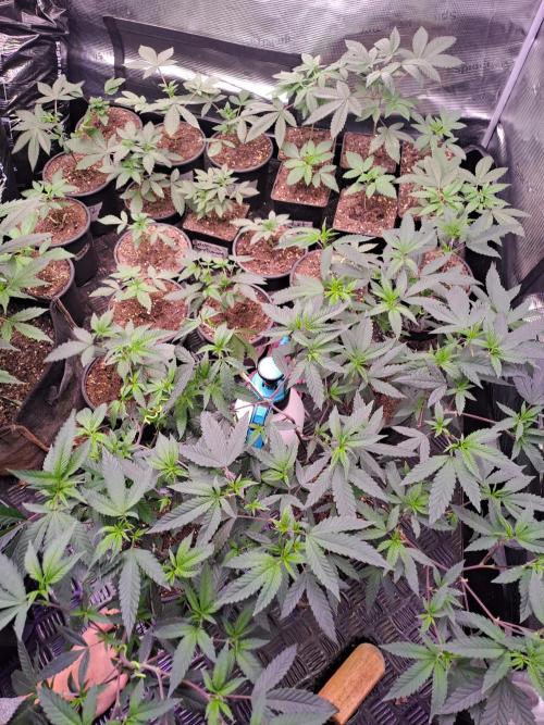 Grape Frappé. Week 3