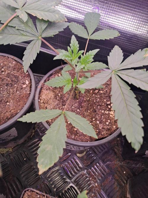 Grape Frappé. Week 3