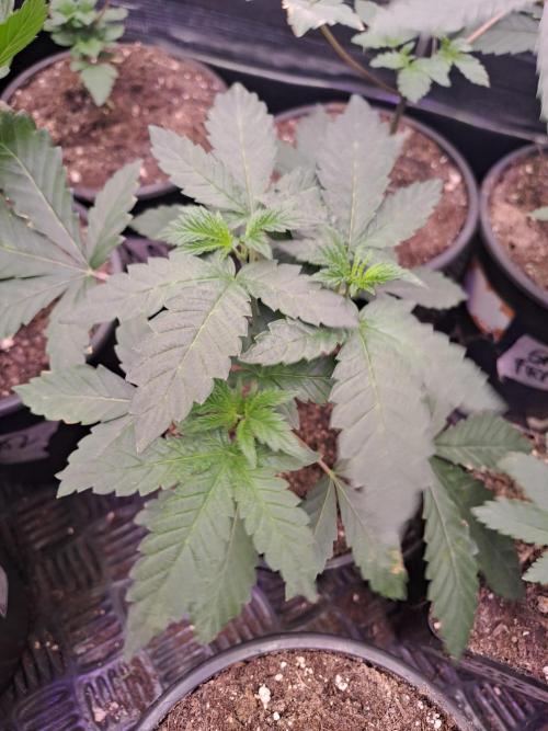 Grape Frappé. Week 3