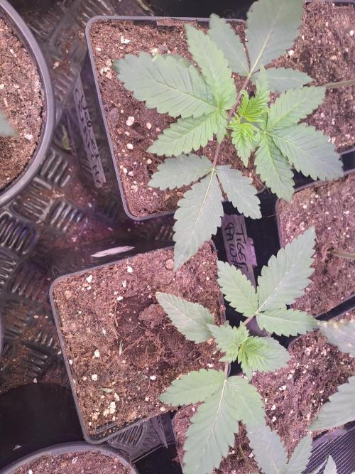 Tiger Paws/Velvet Cream. Week 3