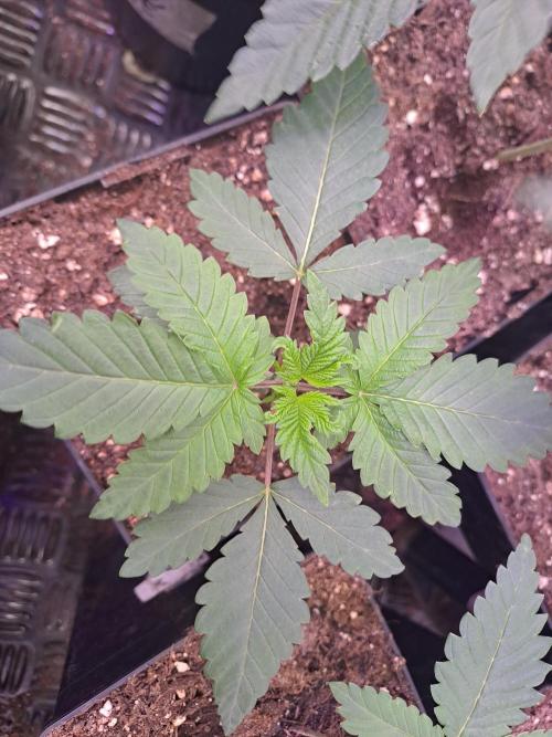 Tiger Paws/Velvet Cream. Week 3