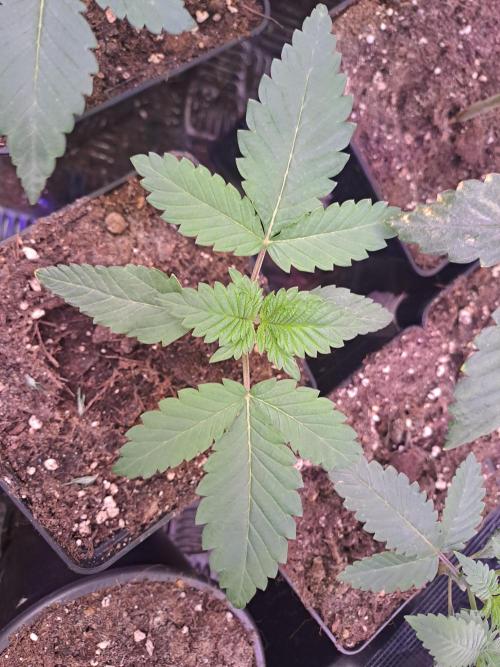 Tiger Paws/Velvet Cream. Week 3