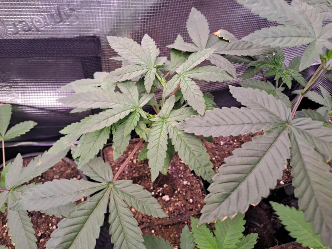 Tiger Paws/Velvet Cream. Week 3