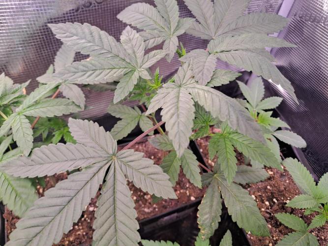 Tiger Paws/Velvet Cream. Week 3