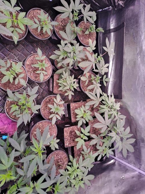 Tiger Paws/Velvet Cream. Week 3