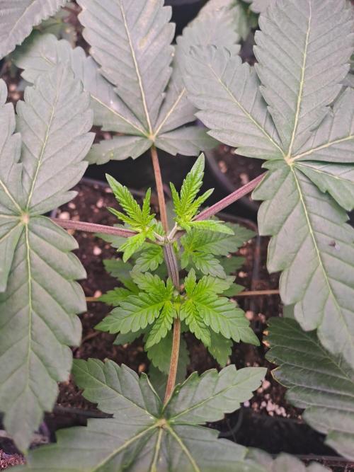 Tiger Paws/Velvet Cream. Week 4 - Velvet Cream