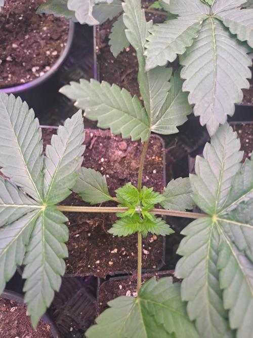 Tiger Paws/Velvet Cream. Week 4 - Velvet Cream