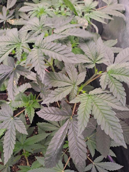 Tiger Paws/Velvet Cream. Week 4 - Tiger Paw