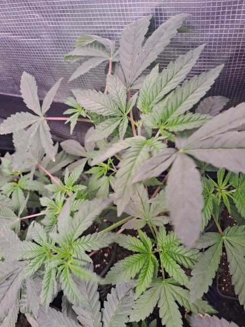 Tiger Paws/Velvet Cream. Week 4 - Tiger Paw