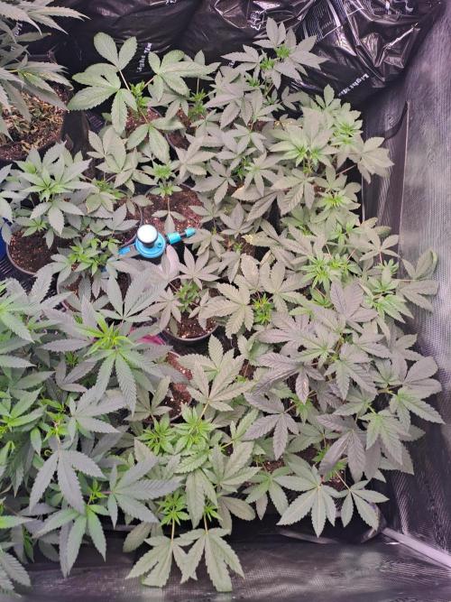 Grape Frappé. Week 4