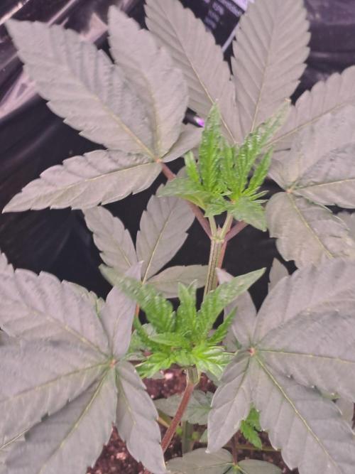 Grape Frappé. Week 4