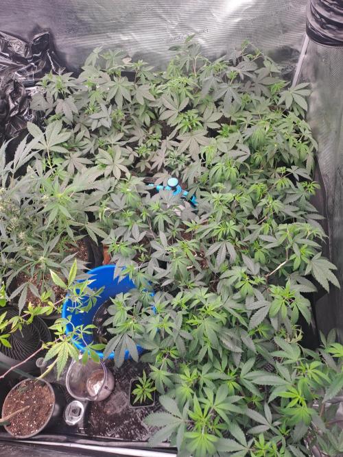 Tiger Paws/Velvet Cream. Week 4