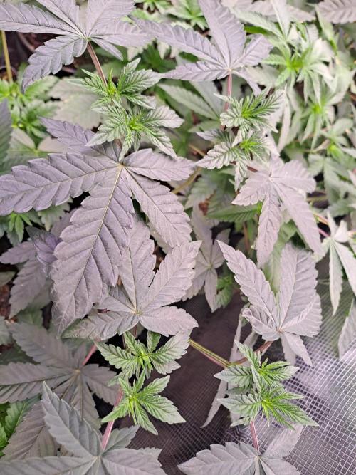 Tiger Paws/Velvet Cream. Week 4 - 20/11