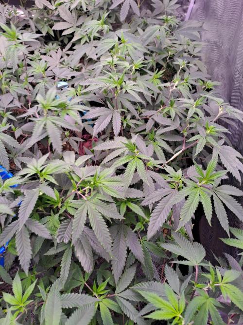 Grape Frappé. Week 4