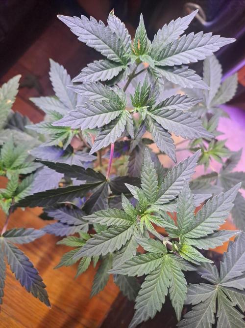 Grape Frappé. Week 5