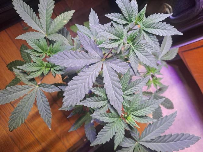 Grape Frappé. Week 5