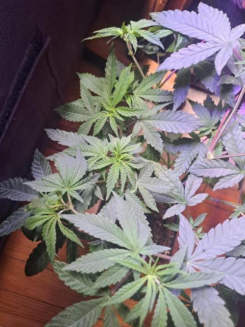 Grape Frappé. Week 5