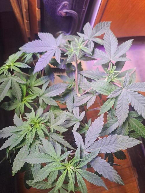 Grape Frappé. Week 5