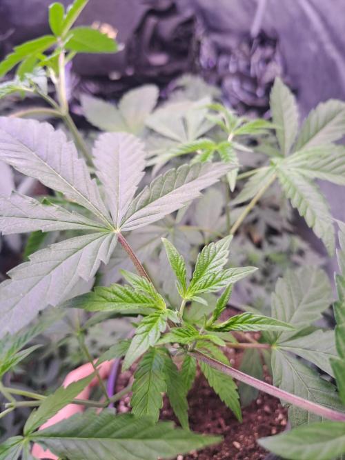 Grape Frappé. Week 5