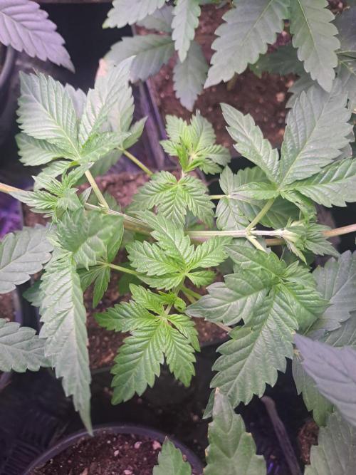 Grape Frappé. Week 5