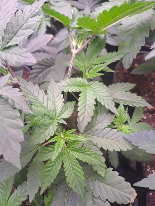 Grape Frappé. Week 5