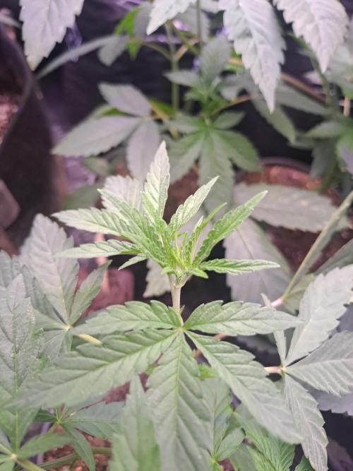 Grape Frappé. Week 5