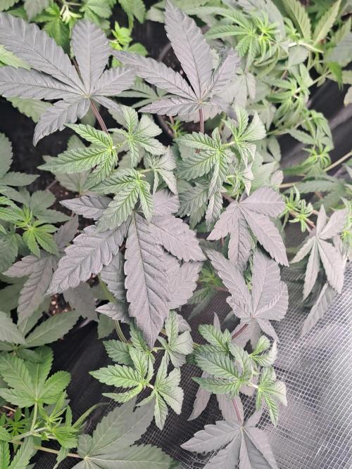 Tiger Paws/Velvet Cream. Week 5