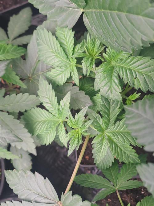 Tiger Paws/Velvet Cream. Week 5