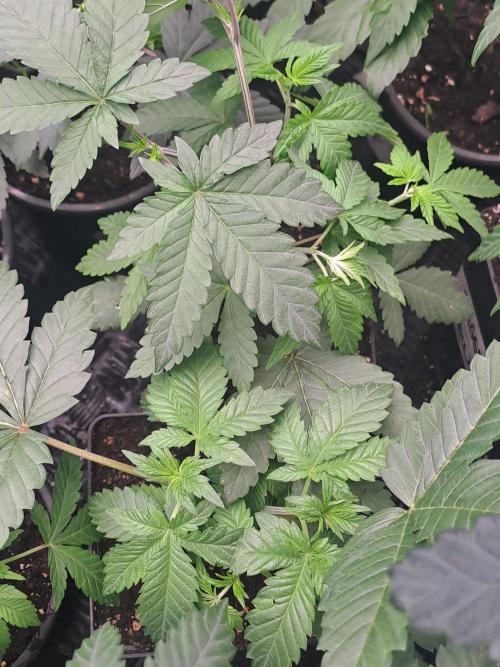 Tiger Paws/Velvet Cream. Week 5