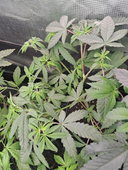 Tiger Paws/Velvet Cream. Week 5