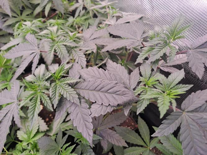 Tiger Paws/Velvet Cream. Week 5