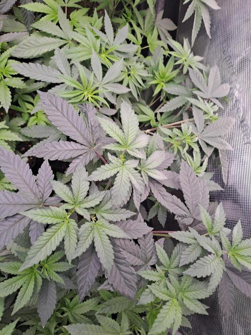 Tiger Paws/Velvet Cream. Week 5 - 23/11 Tiger Paws 