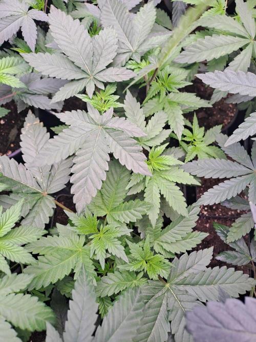 Tiger Paws/Velvet Cream. Week 5 - 23/11 Velvet Cream 