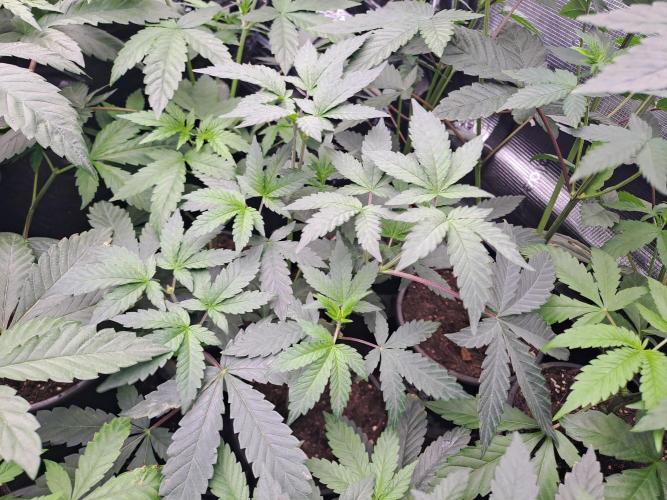 Grape Frappé. Week 5 - 23/11