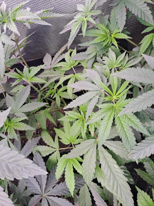 Grape Frappé. Week 5 - 23/11