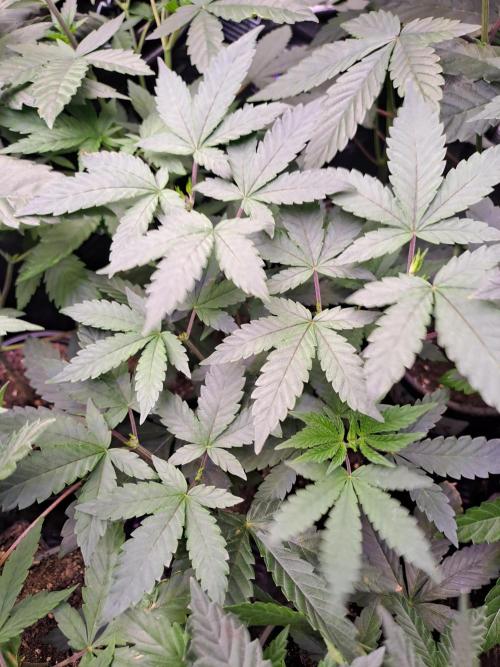 Grape Frappé. Week 5 - 25/11