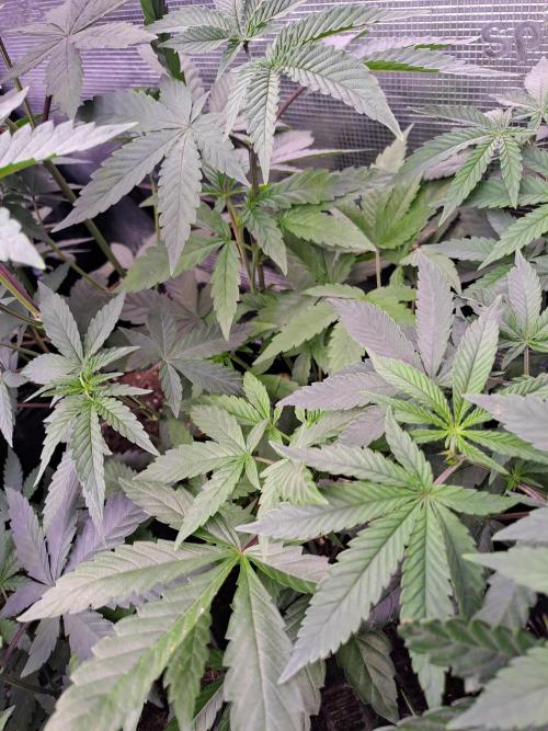 Grape Frappé. Week 5 - 25/11