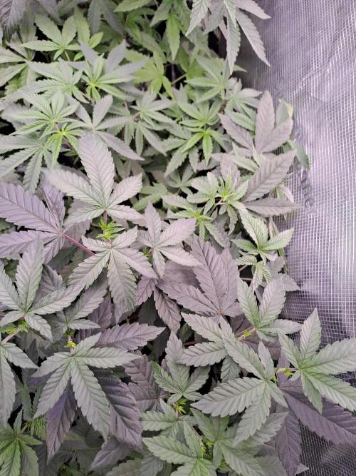 Tiger Paws/Velvet Cream. Week 5 - 25/11 Tiger