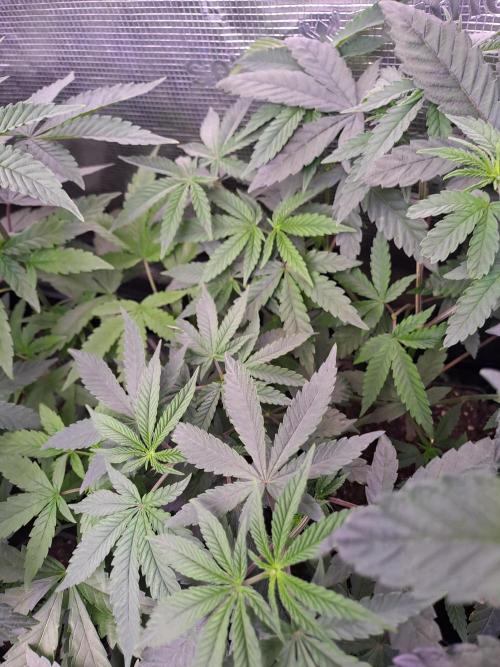 Tiger Paws/Velvet Cream. Week 5 - 25/11 Tiger 