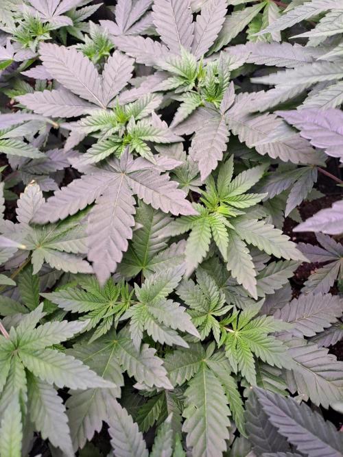 Tiger Paws/Velvet Cream. Week 5 - 25/11 Velvet Cream 