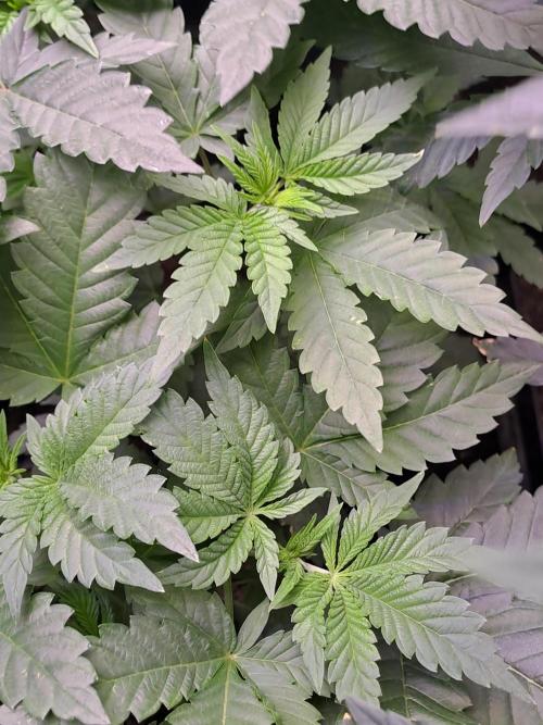 Tiger Paws/Velvet Cream. Week 5 - 25/11 Velvet Cream 