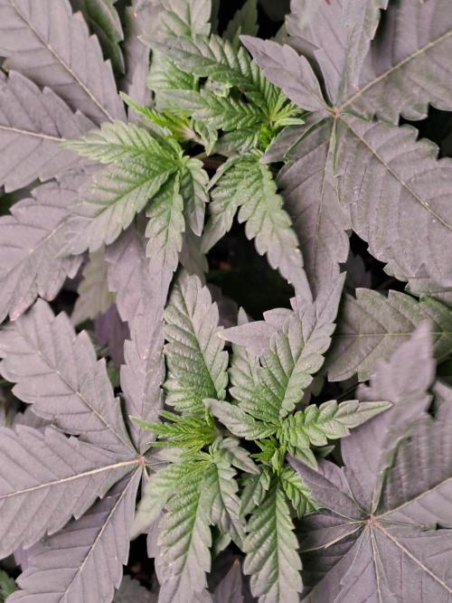 Tiger Paws/Velvet Cream. Week 5 - 25/11 Velvet Cream 